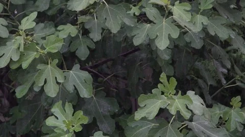 Rainy weather. strong wind tree and raindrops. slow motion 스톡 동영상 201283125