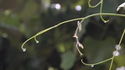 Rainy weather. strong wind tree and raindrops. slow motion 스톡 동영상 201283136