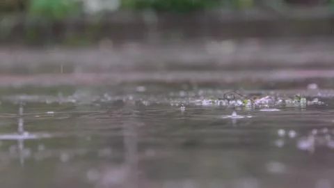 Rainy weather. strong wind tree and raindrops. slow motion 스톡 동영상 201283141