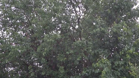 Rainy weather. strong wind tree and raindrops. slow motion 스톡 동영상 201283142
