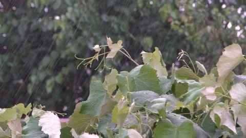 Rainy weather. strong wind tree and raindrops. slow motion 스톡 동영상 201283209