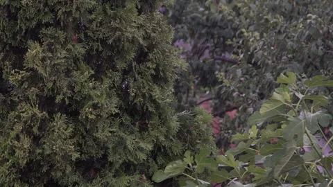 Rainy weather. strong wind tree and raindrops. slow motion 스톡 동영상 201283215