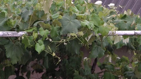 Rainy weather. strong wind tree and raindrops. slow motion 스톡 동영상 201283230