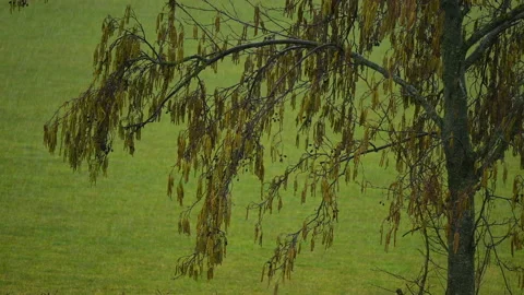Rainy weather Tree on background of rain Stock Footage 235235308