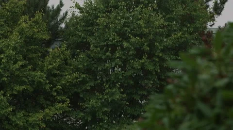 Rainy Weather with Trees Stock Footage 40846012