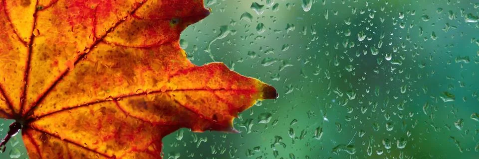 Rainy window with maple leaves. Fall season symbol with wet glass texture. Stock Photos