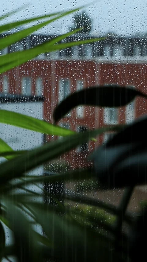 Rainy Window View with City Building and Green Leaves Loop Video stock 337083602