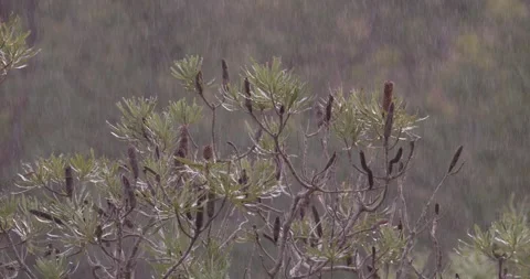 Rainy winter Australian day over banksia bushland Stock Footage 283533255