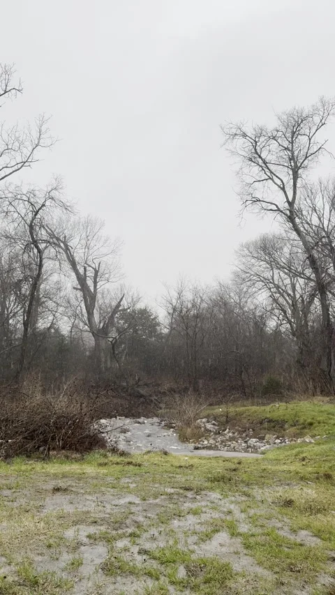 Rainy Winter Landscape With Bare Trees and Wet Ground Видео 344779349