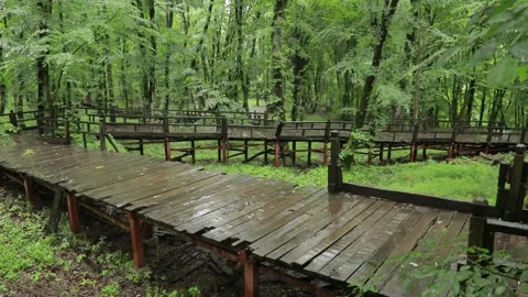 Rainy Wooden Path in Hirkan Forest — Calm and Misty Atmosphere Stock Footage 344892215