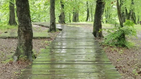 Rainy Wooden Path in Misty Forest Stock Footage 342405742