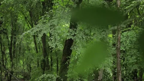Rainy_Forest_Leaves_Focus_Change.mov Stock Footage 344090087