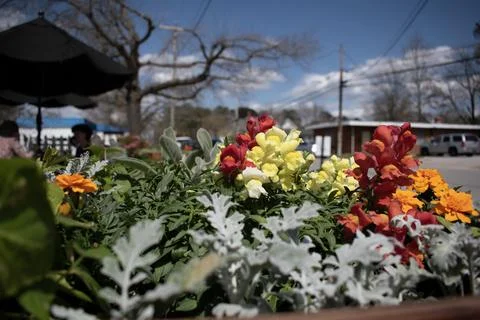Raise A Bed of Flowers Stock Photos