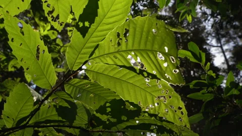 Raise of the sun making its way through the green leaves. Stock Footage 131312673