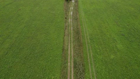 Raise the view of the dirt road grass and flowers in the field after the rain fo Видео 159581034