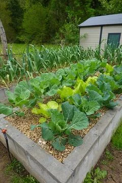 Raised bed full of fresh leeks and kale growing 库存照片