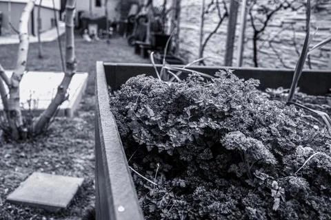Raised bed garden during spring season. Stock Photos