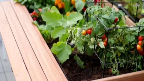 Raised Bed Garden in the sun Stock Footage 194210110