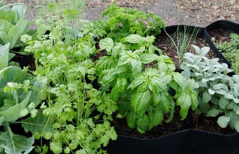 Raised Bed Herb Garden Stock Photos