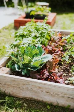 Raised bed Stock Photos