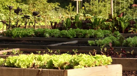Raised beds 1 Stock Footage 29246099