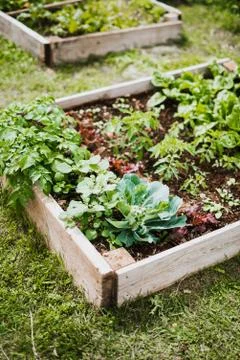 Raised beds Stock Photos