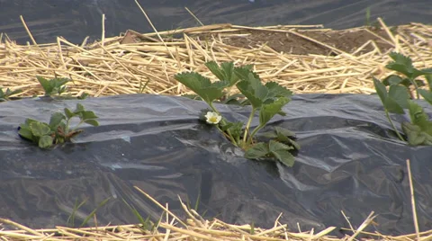 Raised beds for strawberries Stock Footage 38302907