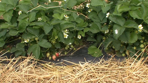 Raised beds strawberries Stock Footage 39665603