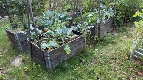 Raised beds for vegetables in garden. Stock Footage 283579387