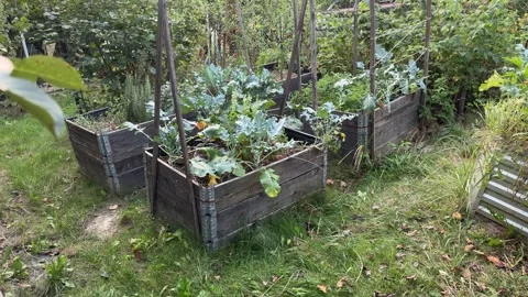 Raised beds for vegetables in garden. Stock Footage 283579506