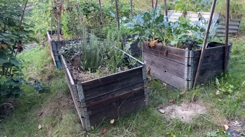 Raised beds for vegetables in garden. Stock Footage 283579739