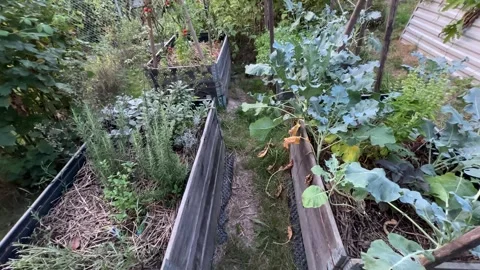 Raised beds for vegetables in garden. Stock Footage 283579808