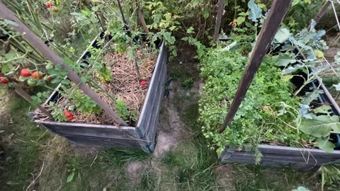 Raised beds for vegetables in garden. Stock Footage 283579909