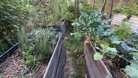 Raised beds for vegetables in garden. Stock Footage 283579921