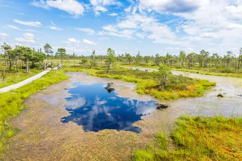Raised bogs, and big sponges at the Great Kemeri Bog swamp in Latvia Stock Photos