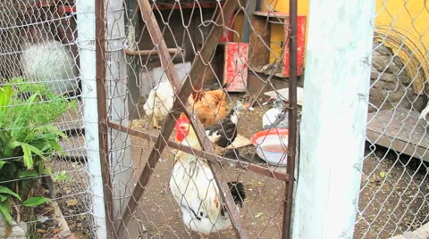 Raised Chickens Farm Video stock 40713222