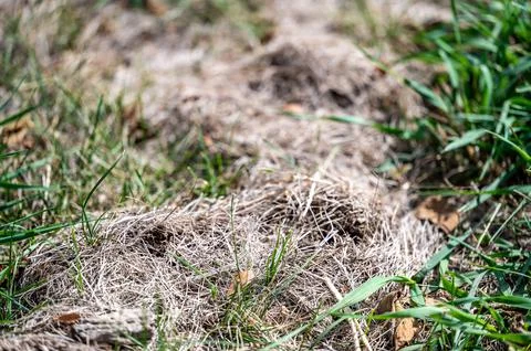 Raised dead zigzag patch of grass caused by a mole tunnel unground. Stock Photos