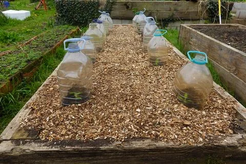 Raised garden bed using plastic bottle cloches Foto stock