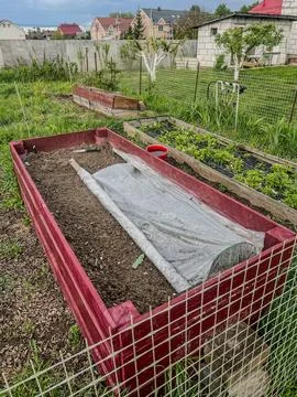 Raised Garden Beds with Strawberry Patch in Backyard Stock Photos