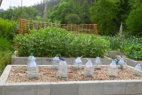 Raised garden beds utilizing plastic bottles as plant protectors Stock Photos