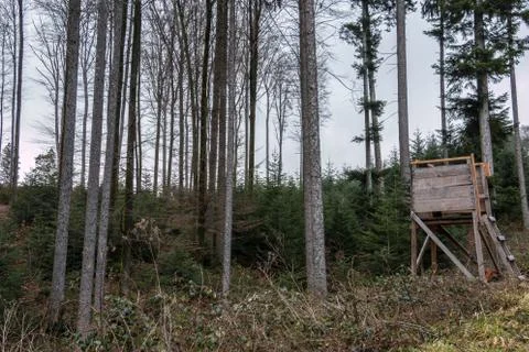 Raised hide in the middle of the forest 库存照片