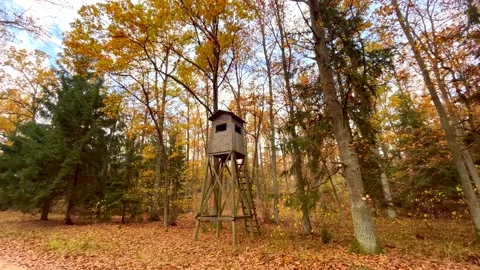 Raised hide standing in autumnal forest. Stock Footage 220151008