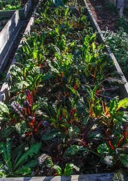 Raised Vegetable Bed - late summer harvest Stock Photos