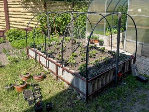 Raised vegetable bed with young seedlings and greenhouse in backyard Stock Photos