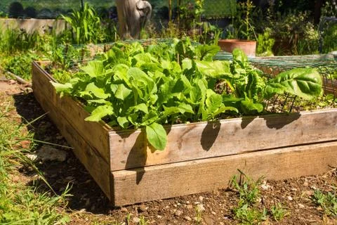 Raised Vegetable Box Stock Photos
