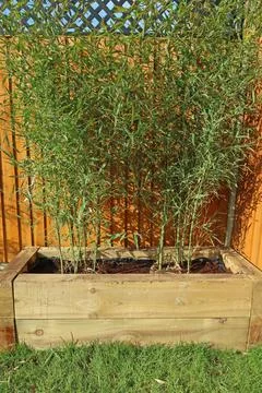 Raised vegetable, flower bed, made with Railway sleepers. Bamboo screening Stock Photos