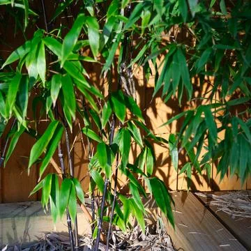 Raised vegetable, flower bed, made with Railway sleepers. Bamboo screening Stock Photos