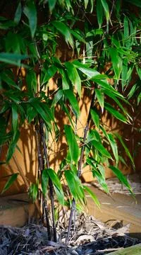 Raised vegetable, flower bed, made with Railway sleepers. Bamboo screening Stock Photos