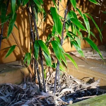 Raised vegetable, flower bed, made with Railway sleepers. Bamboo screening Stock Photos