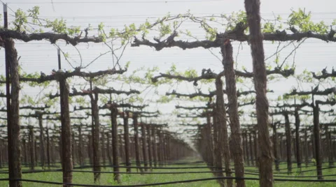 Raisin or Grape Vineyard Static Shot and Racking Focus Stock Footage 61560652